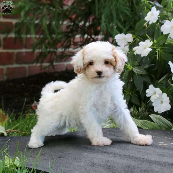 Jayda, Maltipoo Puppy