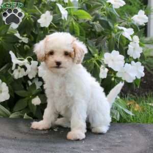 Jayda, Maltipoo Puppy