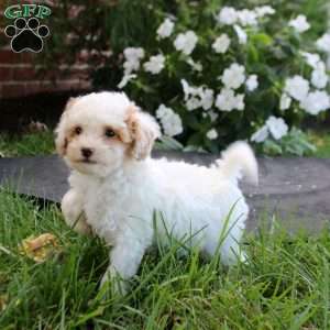 Jayda, Maltipoo Puppy