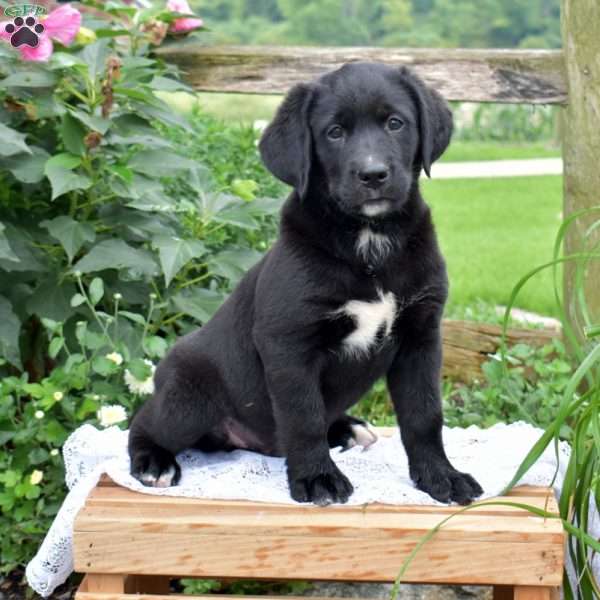 Jayden, Labrador Mix Puppy