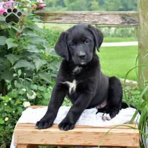 Jayden, Labrador Mix Puppy