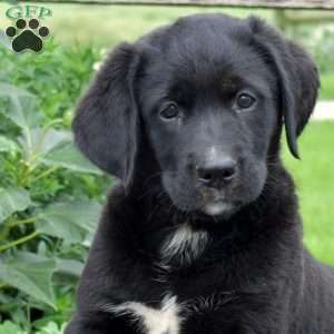 Jayden, Labrador Mix Puppy