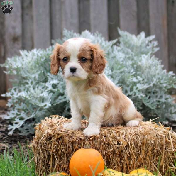Jayme, Cavalier King Charles Spaniel Puppy