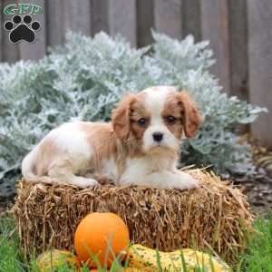 Jayme, Cavalier King Charles Spaniel Puppy