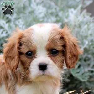 Jayme, Cavalier King Charles Spaniel Puppy