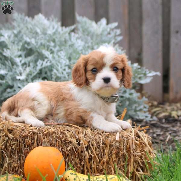 Jayson, Cavalier King Charles Spaniel Puppy