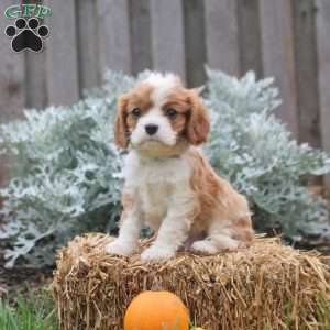Jayson, Cavalier King Charles Spaniel Puppy