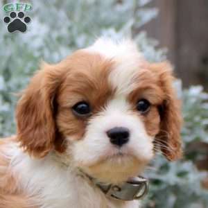 Jayson, Cavalier King Charles Spaniel Puppy