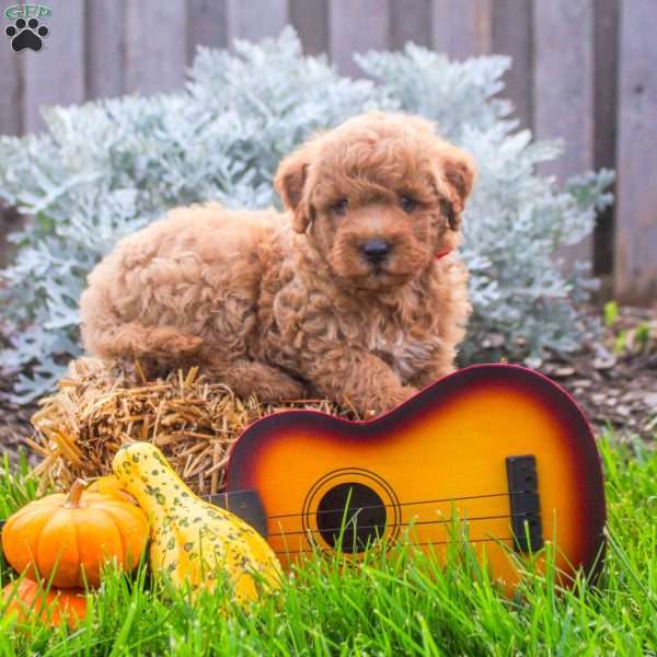 Jazz, Mini Goldendoodle Puppy