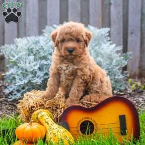 Jazz, Mini Goldendoodle Puppy