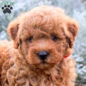 Jazz, Mini Goldendoodle Puppy