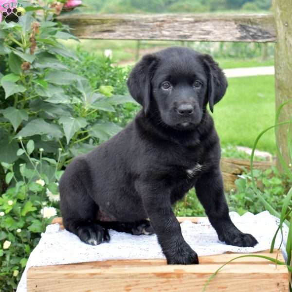 Jazzy, Labrador Mix Puppy