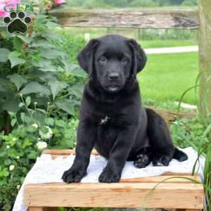 Jazzy, Labrador Mix Puppy