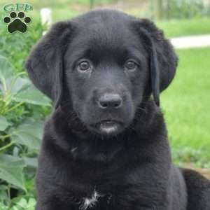 Jazzy, Labrador Mix Puppy