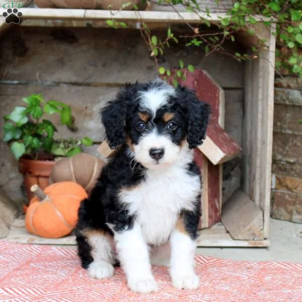 Jenna, Mini Bernedoodle Puppy
