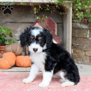 Jenna, Mini Bernedoodle Puppy