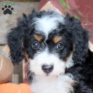 Jenna, Mini Bernedoodle Puppy