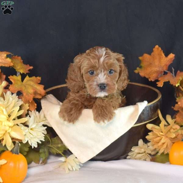 Jenny, Cavapoo Puppy