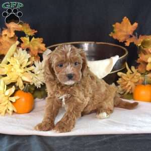 Jenny, Cavapoo Puppy