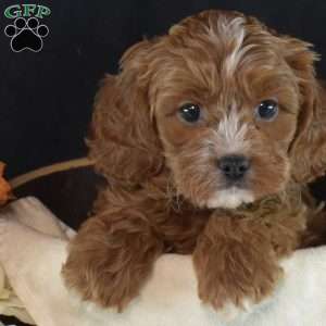 Jenny, Cavapoo Puppy