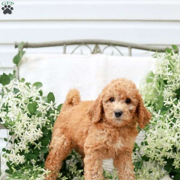 Jenny, Goldendoodle Puppy
