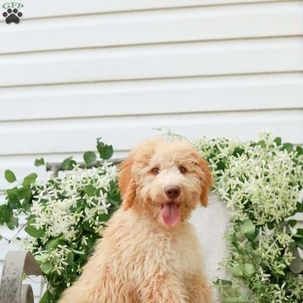 Jeremy, Mini Goldendoodle Puppy