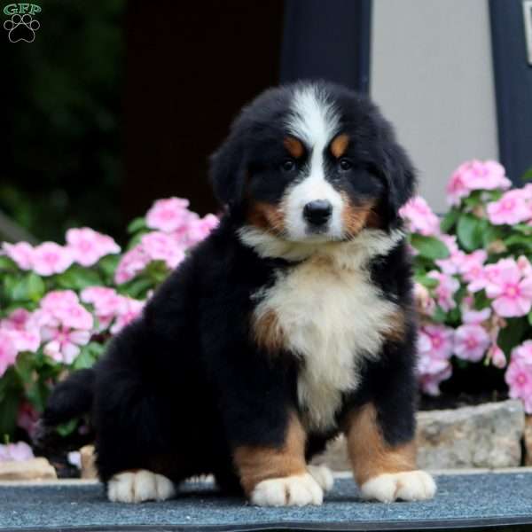 Jett, Bernese Mountain Dog Puppy