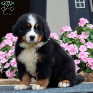 Jett, Bernese Mountain Dog Puppy