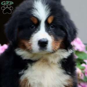 Jett, Bernese Mountain Dog Puppy