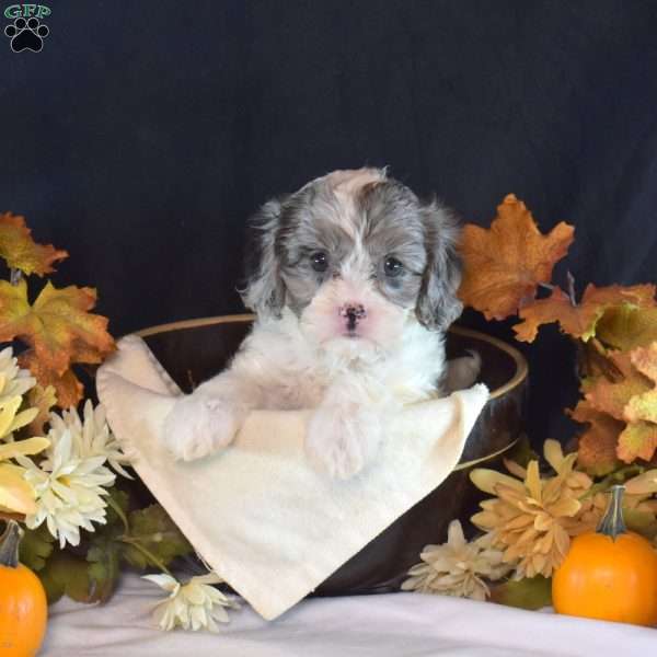 Jewel, Cavapoo Puppy