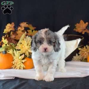 Jewel, Cavapoo Puppy