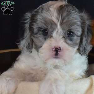 Jewel, Cavapoo Puppy