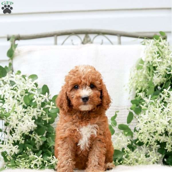 Jewel, Goldendoodle Puppy