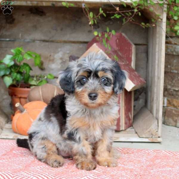 Jinx, Mini Bernedoodle Puppy