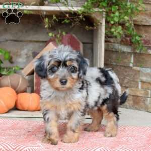 Jinx, Mini Bernedoodle Puppy