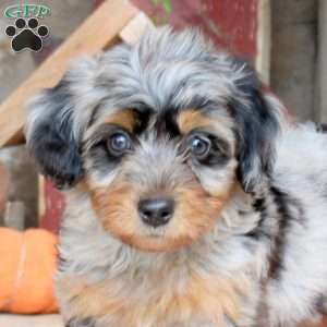 Jinx, Mini Bernedoodle Puppy