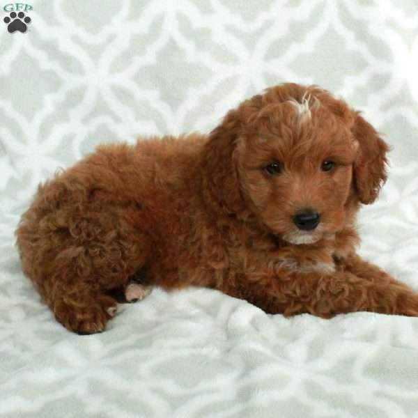 Jiro, Mini Goldendoodle Puppy