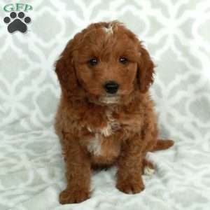 Jiro, Mini Goldendoodle Puppy
