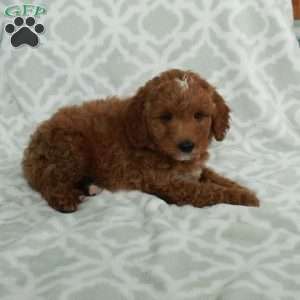 Jiro, Mini Goldendoodle Puppy