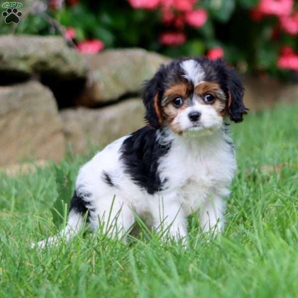 Jodi, Cavapoo Puppy