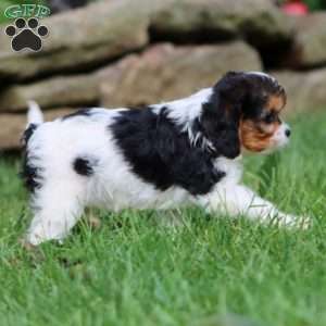 Jodi, Cavapoo Puppy