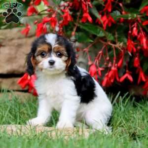 Jodi, Cavapoo Puppy