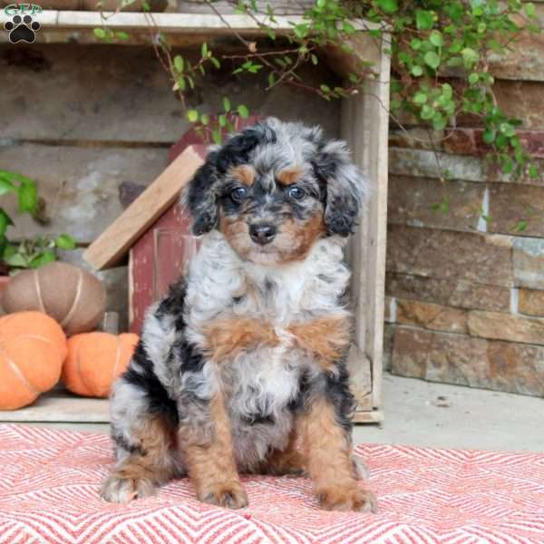 Joelle, Mini Bernedoodle Puppy