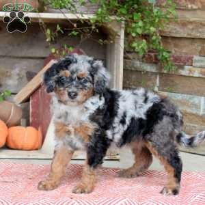 Joelle, Mini Bernedoodle Puppy