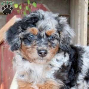 Joelle, Mini Bernedoodle Puppy