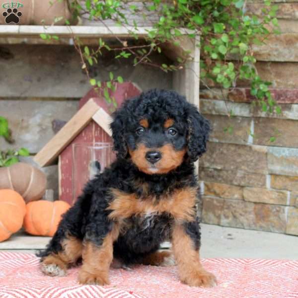 Joey, Mini Bernedoodle Puppy