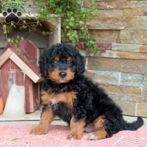 Joey, Mini Bernedoodle Puppy