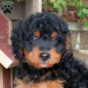Joey, Mini Bernedoodle Puppy