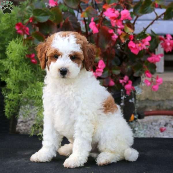 Johnny, Mini Goldendoodle Puppy