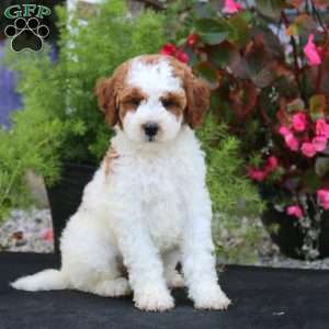 Johnny, Mini Goldendoodle Puppy